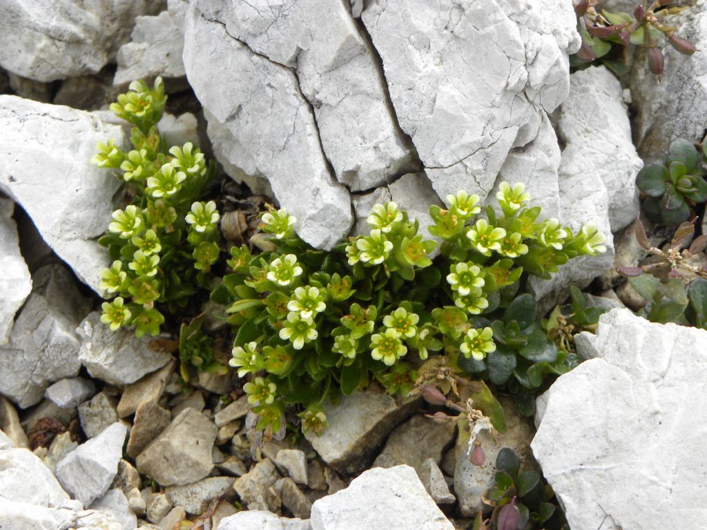 Saxifraga facchinii / Sassifraga di Facchini